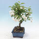 Venkovní bonsai - Malus halliana -  Maloplodá jabloň - 2/4