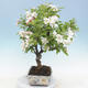 Venkovní bonsai - Malus halliana -  Maloplodá jabloň - 2/5