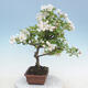 Venkovní bonsai - Malus halliana -  Maloplodá jabloň - 2/4