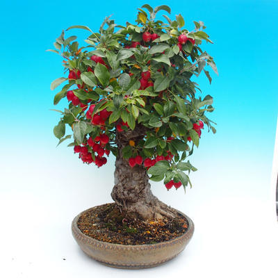 Venkovní bonsai -Malus halliana Maloplodá jabloň - 2