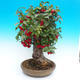 Venkovní bonsai -Malus halliana Maloplodá jabloň - 2/7