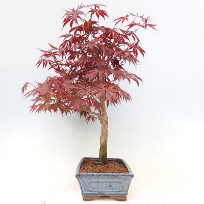 Venkovní bonsai - Acer palm. Atropurpureum-Javor dlanitolistý - 2