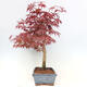 Venkovní bonsai - Acer palm. Atropurpureum-Javor dlanitolistý - 2/7