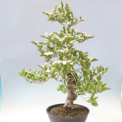 Venkovní bonsai - Hloh klínovitý - Crataegus cuneata - 2