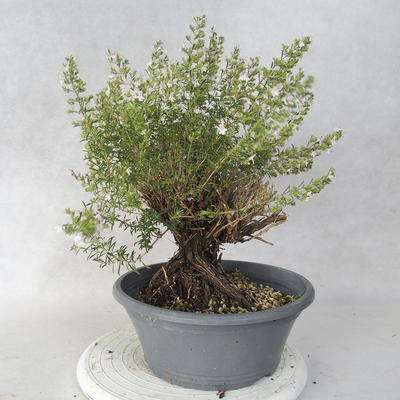 Venkovní bonsai - Saturejka horská - Satureja montana - 2