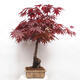 Venkovní bonsai - Acer palmatum Atropurpureum - Javor dlanitolistý červený - 2/7