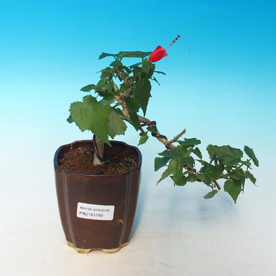 Pokojová bonsai -Hibiscus- malokvětý ibišek - 2