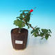 Pokojová bonsai -Hibiscus- malokvětý ibišek - 2/2