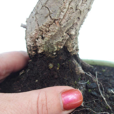 venkovní bonsai Quercus suber - Korkový dub - 2