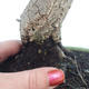 venkovní bonsai Quercus suber - Korkový dub - 2/5
