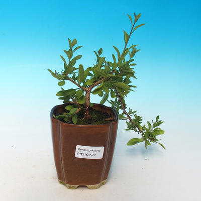 Pokojová bonsai - Hořcový stromek-Solanum rantonnetii - 2