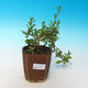 Pokojová bonsai - Hořcový stromek-Solanum rantonnetii - 2/2
