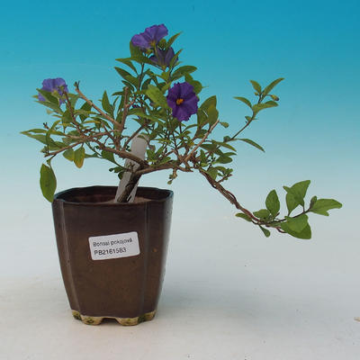 Hořcový stromek-Solanum rantonnetii - 2