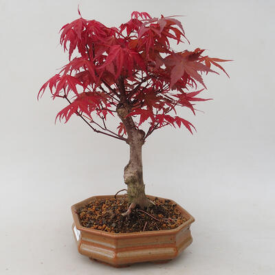 Venkovní bonsai - Javor palmatum DESHOJO - Javor dlanitolistý - 2