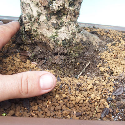 Pokojová bonsai - Carmona macrophylla - Čaj fuki - 2