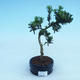 Pokojová bonsai - Podocarpus - Kamenný tis - 2/2