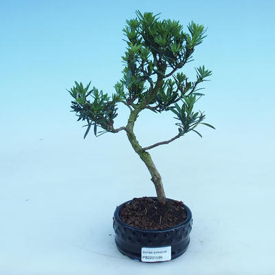 Pokojová bonsai - Podocarpus - Kamenný tis - 2