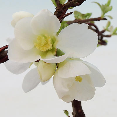 Venkovní bonsai - Chaneomeles japonica - kdoulovec - 2