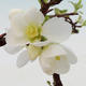Venkovní bonsai - Chaneomeles japonica - kdoulovec - 2/3