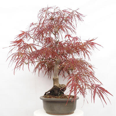 Venkovní bonsai - Javor dlanitolistý - Acer palmatum RED PYGMY - 2