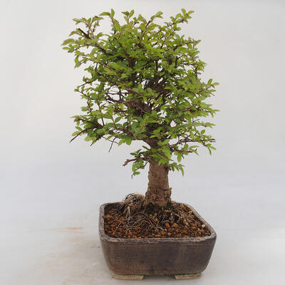 Venkovní bonsai - Zelkova - Zelkova NIRE - 2