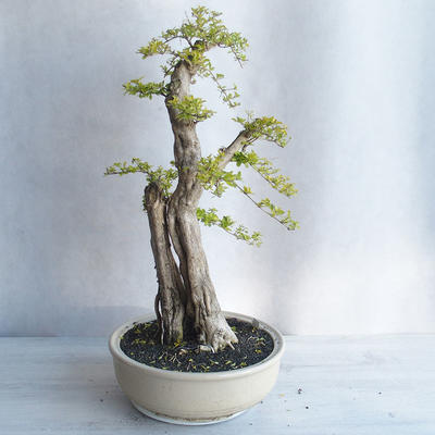 Pokojová bonsai - Duranta erecta aurea - 2