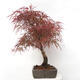 Venkovní bonsai - Javor dlanitolistý - Acer palmatum RED PYGMY - 2/6