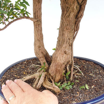 Pokojová bonsai -Phyllanthus myrtifolius- Smuteň - 2