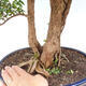 Pokojová bonsai -Phyllanthus myrtifolius- Smuteň - 2/2