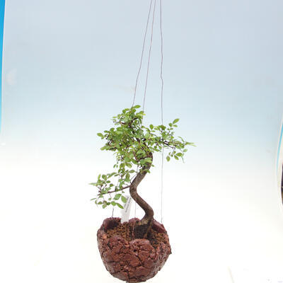 Kokedama v keramice -Ulmus parvifolia- malolistý jilm - 2