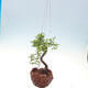 Kokedama v keramice -Ulmus parvifolia- malolistý jilm - 2/2