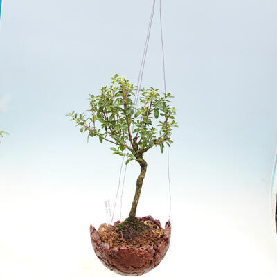Kokedama v keramice - Serissa foetida variegata - Strom tisíce hvězd - 2