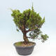 Venkovní bonsai - Juniperus chinensis Itoigawa -Jalovec čínský - 2/4