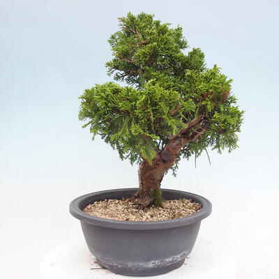 Venkovní bonsai - Juniperus chinensis Itoigawa -Jalovec čínský - 2