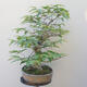 Venkovní bonsai -Carpinus CARPINOIDES - Habr korejský - 2/5