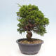 Venkovní bonsai - Juniperus chinensis Itoigawa -Jalovec čínský - 2/4