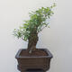 Venkovní bonsai - ptačí zob Ligustrum - 2/6