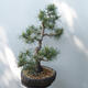 Venkovní bonsai - Pinus sylvestris Watereri  - Borovice lesní - 2/5