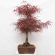 Venkovní bonsai - Javor dlanitolistý - Acer palmatum RED PYGMY - 2/6