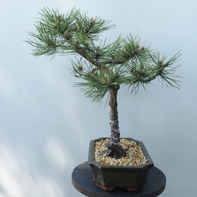 Venkovní bonsai - Pinus Nigra - Borovice černá - 2