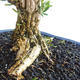 Pokojová bonsai - Buxus harlandii - korkový buxus - 2/5