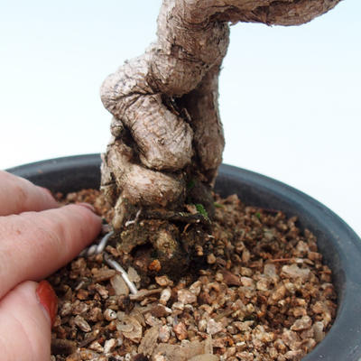 Venkovní bonsai - Borovice černá - Pinus THUNBERGII - 2