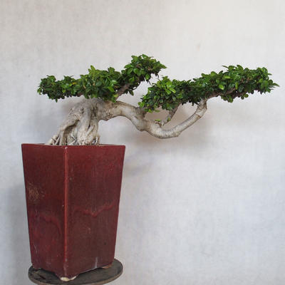 Pokojová bonsai - Ficus nitida -  malolistý fíkus - 2