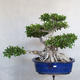Pokojová bonsai - Ficus kimmen -  malolistý fíkus - 2/5