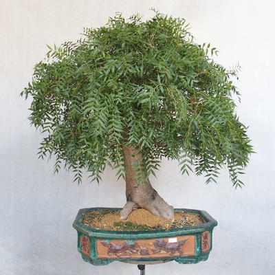 Pokojová bonsai- Pistácie - 2