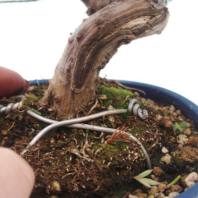 Venkovní bonsai - Jalovec čínský - Juniperus chinensis - 2
