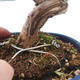 Venkovní bonsai - Jalovec čínský - Juniperus chinensis - 2/2