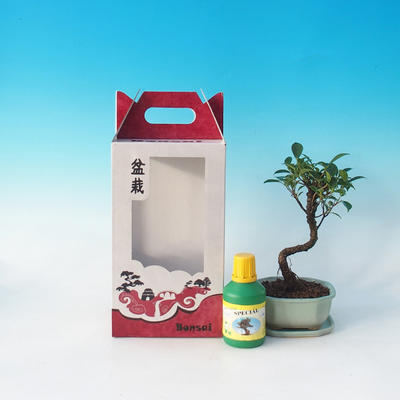 Pokojová bonsai v dárkové krabičce, Ficus retusa - Fíkus malolistý - 2