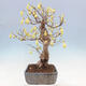 Venkovní bonsai - Lískoveček - Corylopsis Spicata - 2/7
