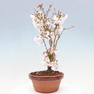 Venkovní bonsai - Prunus incisa Kojou-no mai-Višeň vyříznutá - 2